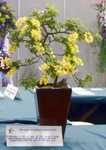 Gardening Scotland SBA Bonsai Tree Images