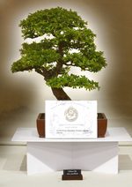 Gardening Scotland SBA Bonsai Tree Images