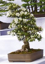 Gardening Scotland SBA Bonsai Tree Images