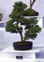 Gardening Scotland SBA Bonsai Tree Images