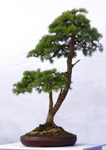 Gardening Scotland SBA Bonsai Tree Images