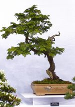 Gardening Scotland SBA Bonsai Tree Images