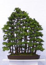 Gardening Scotland SBA Bonsai Tree Images