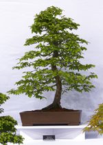 Gardening Scotland SBA Bonsai Tree Images