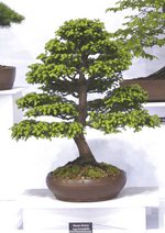 Gardening Scotland SBA Bonsai Tree Images