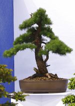 Gardening Scotland SBA Bonsai Tree Images