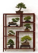 Gardening Scotland SBA Bonsai Tree Images