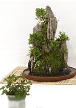 Gardening Scotland SBA Bonsai Tree Images