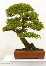 Gardening Scotland SBA Bonsai Tree Images