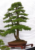 Gardening Scotland SBA Bonsai Tree Images