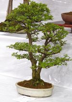 Gardening Scotland SBA Bonsai Tree Images