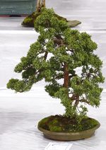 Gardening Scotland SBA Bonsai Tree Images