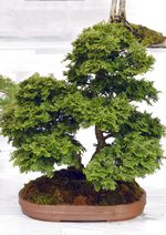 Gardening Scotland SBA Bonsai Tree Images