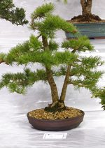 Gardening Scotland SBA Bonsai Tree Images