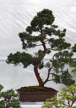 Gardening Scotland SBA Bonsai Tree Images