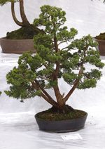 Gardening Scotland SBA Bonsai Tree Images