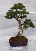 Gardening Scotland SBA Bonsai Tree Images