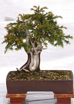 Gardening Scotland SBA Bonsai Tree Images