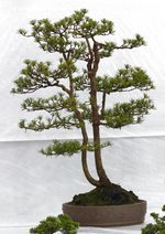 Gardening Scotland SBA Bonsai Tree Images