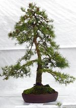 Gardening Scotland SBA Bonsai Tree Images