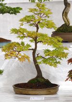 Gardening Scotland SBA Bonsai Tree Images