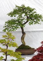 Gardening Scotland SBA Bonsai Tree Images