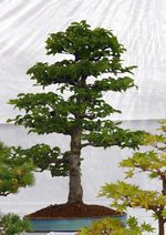 Gardening Scotland SBA Bonsai Tree Images