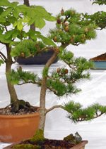 Gardening Scotland SBA Bonsai Tree Images