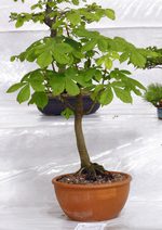 Gardening Scotland SBA Bonsai Tree Images