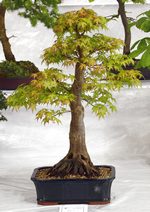 Gardening Scotland SBA Bonsai Tree Images