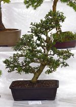 Gardening Scotland SBA Bonsai Tree Images