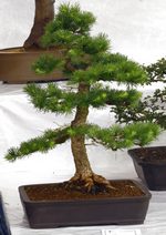 Gardening Scotland SBA Bonsai Tree Images