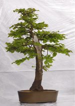 Gardening Scotland SBA Bonsai Tree Images