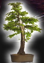 Gardening Scotland SBA Bonsai Tree Images