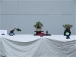 Chinese elm Bonsai Tree - GS2014 Bonsai Show