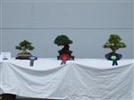 Japanese White Pine Bonsai Tree - GS2014 Bonsai Show