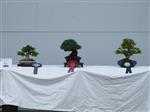 GS2014_Bonsai_Tree_Winners_Class02.jpg