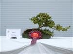 GS2014_Bonsai_Tree_Winners_Class03.jpg