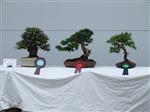 Larch Bonsai Tree - GS2014 Bonsai Show