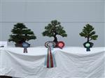 Black Pine Bonsai Tree - GS2014 Bonsai Show