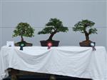 Potentila Bonsai Tree - GS2014 Bonsai Show