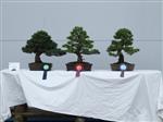 GS2014_Bonsai_Tree_Winners_Class07.jpg