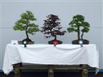 Copper Beech Bonsai Tree - GS2014 Bonsai Show