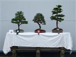 Scots pine Bonsai Tree - GS2014 Bonsai Show