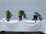 GS2014_Bonsai_Tree_Winners_Class10.jpg