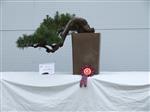 GS2014_Bonsai_Tree_Winners_Class11.jpg