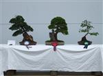 GS2014_Bonsai_Tree_Winners_Class12.jpg