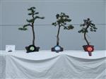 GS2014_Bonsai_Tree_Winners_Class13.jpg