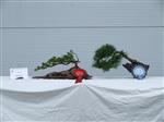 GS2014_Bonsai_Tree_Winners_Class14.jpg