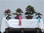 GS2014_Bonsai_Tree_Winners_Class15.jpg